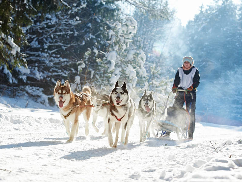 Husky-Tour im Schnee