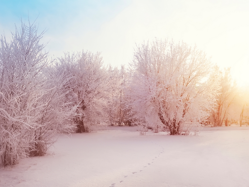 Tierspuren im Schnee